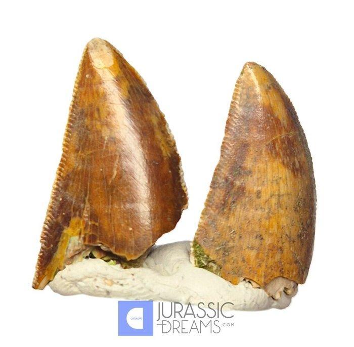 Set van 2 Grote Majungasaurus crenatissimus Abelisauride, Collections, Minéraux & Fossiles