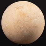 Œuf fossile de tortue éteinte - Coquille fossilisée - - Œuf, Nieuw