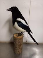 Ekster Taxidermie volledige montage - Pica pica - 40 cm - 12, Verzamelen, Dierenverzamelingen, Nieuw