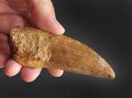 Een grote maat Carcharodontosaurus tand - 110 mm lang -