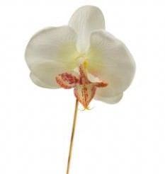 Orchidee Los CremeWit per stuk, Huis en Inrichting, Woonaccessoires | Kunstplanten en Kunstbloemen, Nieuw
