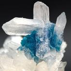 CAVANSITE BLU met witte Stilbite-fiocchi, hoge esthetiek
