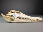 Siamese krokodil Schedel - Crocodylus siamensis (with farm, Nieuw