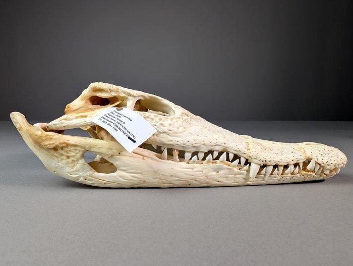 Siamese krokodil Schedel - Crocodylus siamensis (with farm, Verzamelen, Dierenverzamelingen