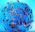 Sakamaki 13-16cm (Japanse Koi), Tuin en Terras, Vijvers, Ophalen of Verzenden, Nieuw