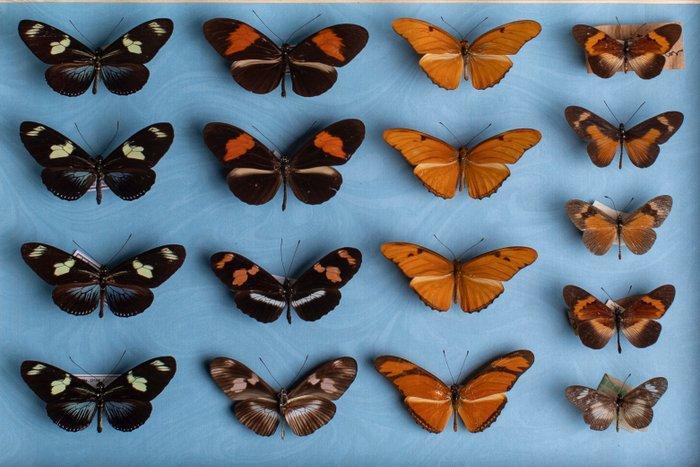 Gemengde Nymphalidae-vlinders diorama - entomologische, Collections, Collections Animaux