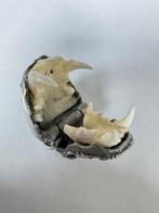 Trophée de chasse, Antiquités & Art