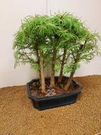 Bonsaï Mélèze (Larix) - Hauteur (arbre) : 40 cm - Profondeur