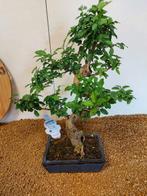 Liguster bonsai (Ligustrum) - Hoogte (boom): 40 cm - Diepte