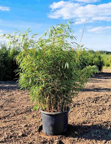 Fargesia Rufa | niet woekerende Bamboe kopen