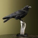 Kraai Taxidermie Opgezette Dieren By Max, Verzamelen, Dierenverzamelingen, Ophalen of Verzenden, Nieuw, Vogel, Opgezet dier