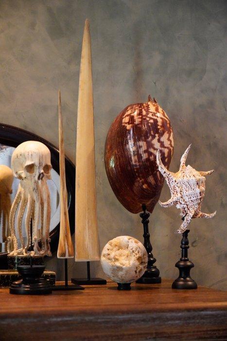 Coquille damphore Melo sur un support personnalisé -, Antiek en Kunst, Kunst | Designobjecten