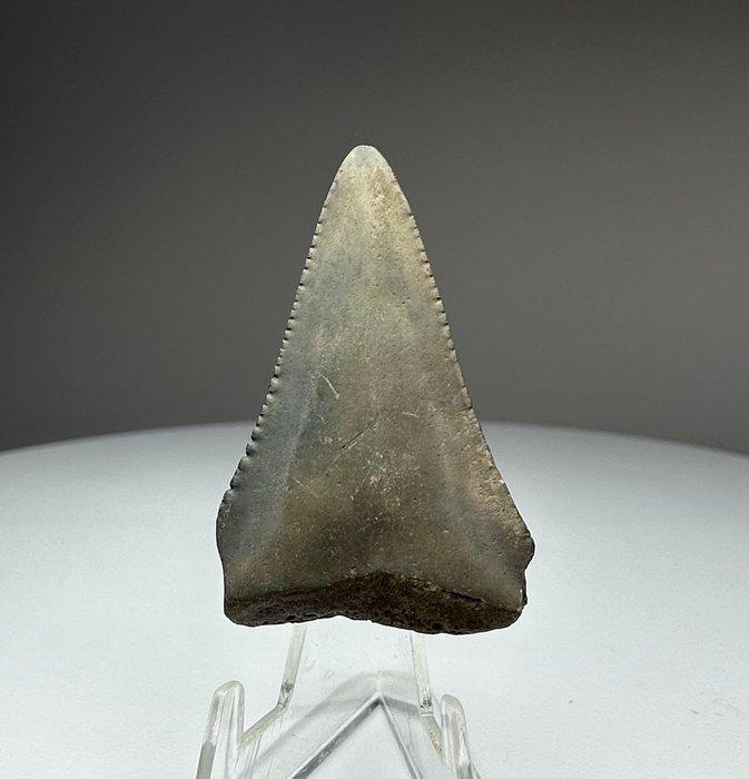 Witte haai - Fossiele tand - 3.8 cm - 2.9 cm (Zonder, Verzamelen, Mineralen en Fossielen