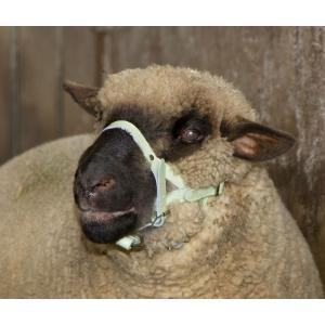 Kophalster voor schapen+bokken leder - kerbl, Animaux & Accessoires, Box & Pâturages