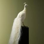 Witte Pauw Taxidermie Opgezette Dieren By Max, Ophalen of Verzenden, Nieuw, Vogel, Opgezet dier