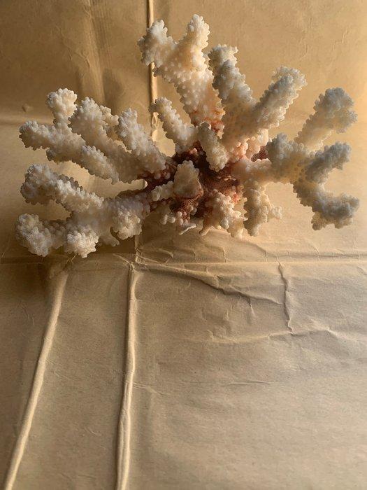 witte koraal Koraal - Acropora Bianco, Antiek en Kunst, Curiosa en Brocante