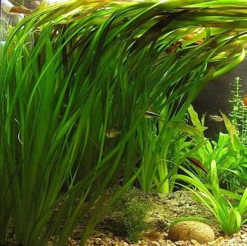 Aquariumplant - Vallisneria Spiralis bos (Aquariumplanten) beschikbaar voor biedingen