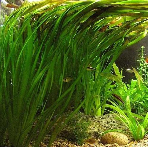 Aquariumplant - Vallisneria Spiralis bos (Aquariumplanten), Dieren en Toebehoren, Vissen | Aquaria en Toebehoren, Nieuw, Verzenden