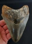 Megalodon - Tand - stunning Indonesian MEGALODON TOOTH -