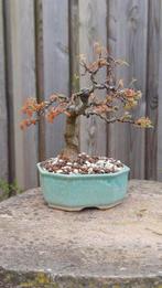 Drietand Esdoorn (Acer Buergerianum) - Hoogte (boom): 20 cm