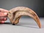 Spinosaurus klauw (REPLICA) Klauw - Spinosaurus sp. - 8.7 cm