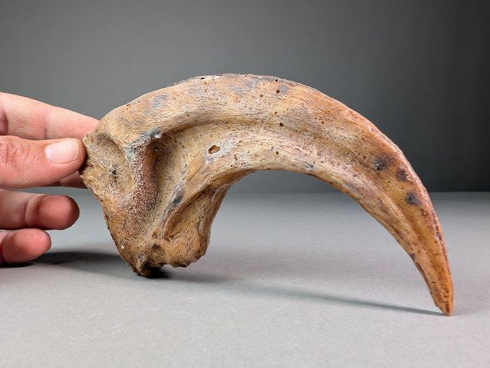 Spinosaurus klauw (REPLICA) Klauw - Spinosaurus sp. - 8.7 cm, Verzamelen, Mineralen en Fossielen