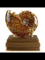 Ammoniet - Fossiel rugschild - Cleoniceras sp. - 200 mm -