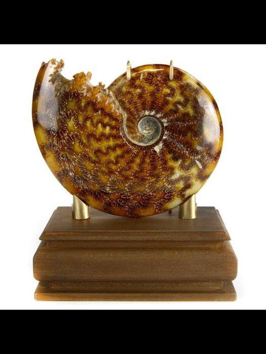 Ammoniet - Fossiel rugschild - Cleoniceras sp. - 200 mm -, Collections, Minéraux & Fossiles