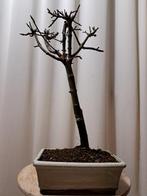 Japanese maple bonsai (Acer palmatum) - Hoogte (boom): 32 cm