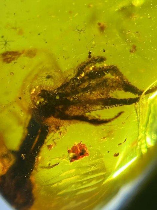 Amber - Barnsteen - Lizard feet in amber - 18.8 mm - 12.7 mm, Verzamelen, Mineralen en Fossielen