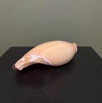Schelp Taxidermie Opgezette Dieren By Max, Ophalen of Verzenden, Nieuw, Wild dier, Opgezet dier