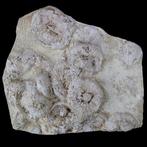 Dalle fossile exclusive - Qualité musée - Échinides sur bloc, Verzamelen