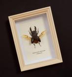 Scarabée rhinocéros Support de corps entier pour taxidermie