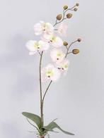 Orchidee phalaenopsis zachtroze zijden plant blad en wortel, Nieuw