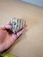 Wolharige mammoet - Fossiele kies - Mammuthus primigenius