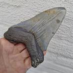 Requin mégalodon - Dent fossile - Megaselachus megalodon -, Collections