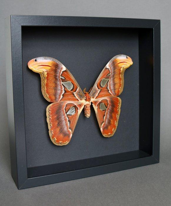 Vlinder Taxidermie volledige montage - Attacus atlas - 25 cm, Verzamelen, Dierenverzamelingen