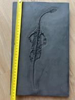 Zeereptiel - Gefossiliseerd dier - Fossil de Keichousaurus -, Collections
