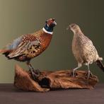 Fazant Koppel Taxidermie Opgezette Dieren By Max, Ophalen of Verzenden, Nieuw, Vogel, Opgezet dier