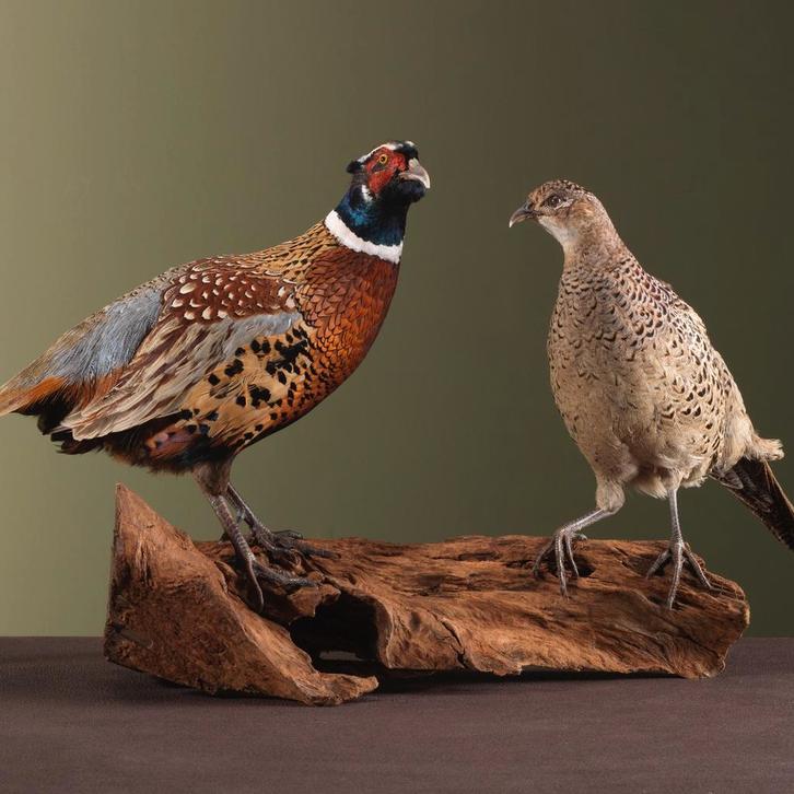Fazant Koppel Taxidermie Opgezette Dieren By Max, Verzamelen, Dierenverzamelingen, Opgezet dier, Nieuw, Vogel, Ophalen of Verzenden
