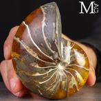 Fossil Nautilus – Aragoniet GEM Een Oude Geest van de
