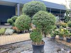 Ligustrum - Sierboom, Tuin en Terras