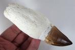 Mosasaurus - Gefossiliseerde kaak - Leiodon anceps - Fossil
