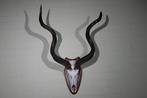Grand Kudu Crâne - Tragelaphus strepsiceros - 35 cm - 110 cm, Verzamelen, Nieuw