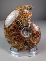 Ammoniet met bewerkte mond - Gefossiliseerde schelp -, Verzamelen, Mineralen en Fossielen
