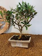 Olijf bonsai (Olea europaea) - Hoogte (boom): 26 cm - Diepte