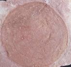 kwal - Fossiel rugschild - 20 cm - 19 cm