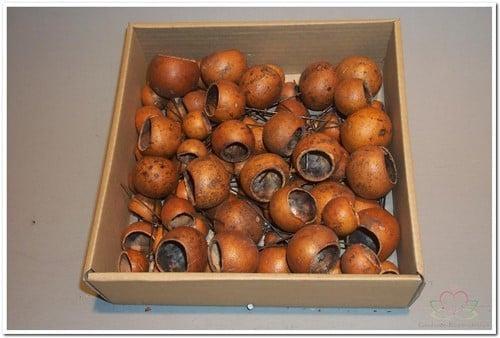 Kuchipal los 100 stuks, Huis en Inrichting, Woonaccessoires | Kunstplanten en Kunstbloemen, Nieuw