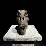 GEEN RESERVEPRIJS - Replica van een dinosaurus-schedel -, Antiquités & Art