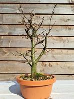 Bonsaï Charme (Carpinus) - Hauteur (arbre) : 35 cm -